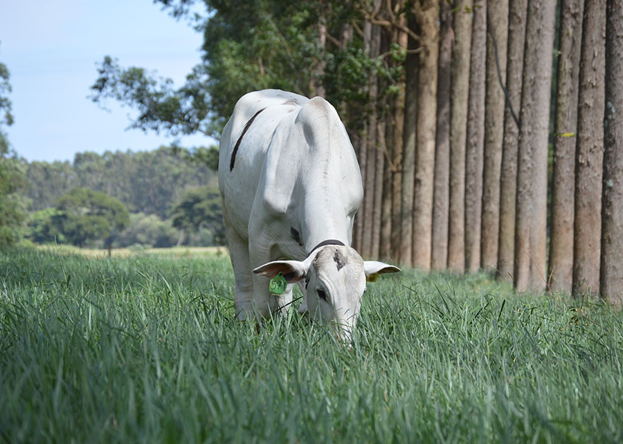 Sistema com árvores neutraliza emissões de metano de mais de dois bovinos por hectare
