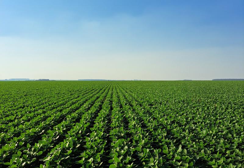 Carta Grãos e Agricultura - Safra de verão 2025/26: como estão as lavouras brasileiras? Em janeiro, o clima colaborará?