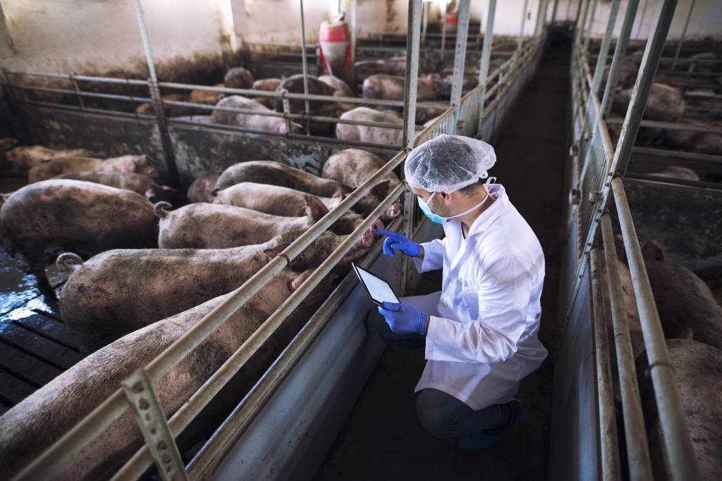 Preço do frango sobe 6% em outubro e reduz vantagem sobre carne suína