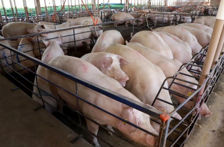 Com quase 300 granjas, suinocultura impulsiona economia de MS e vira referência nacional em tecnologia de produção