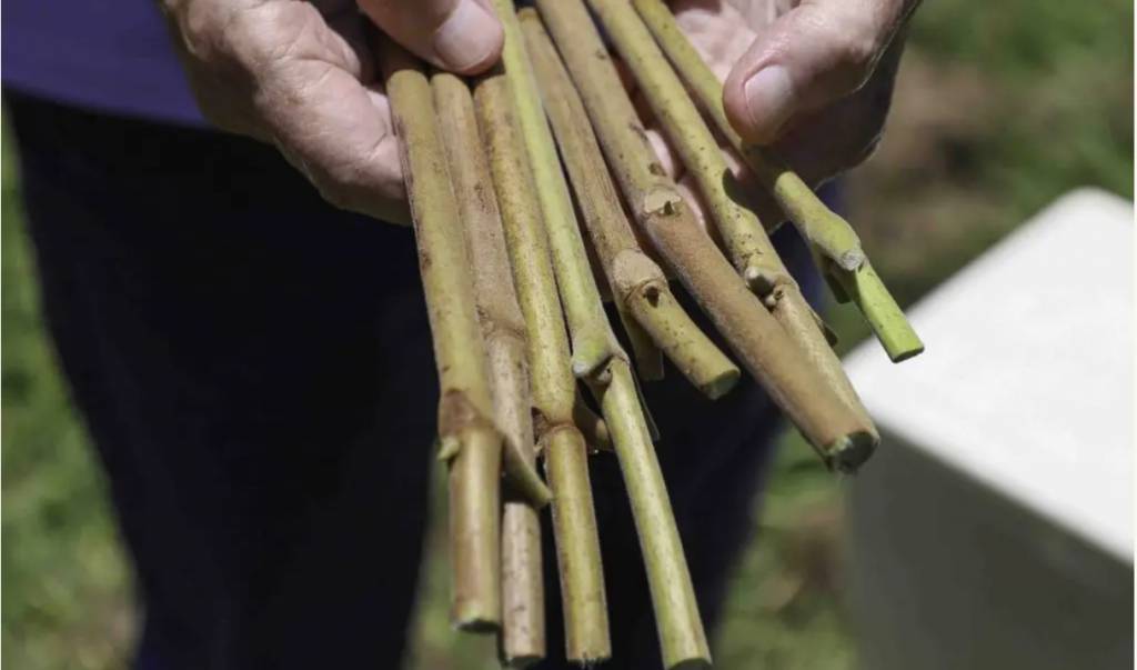 Emater Goiás abre novo formulário para viveiristas interessados em hastes de pequi
