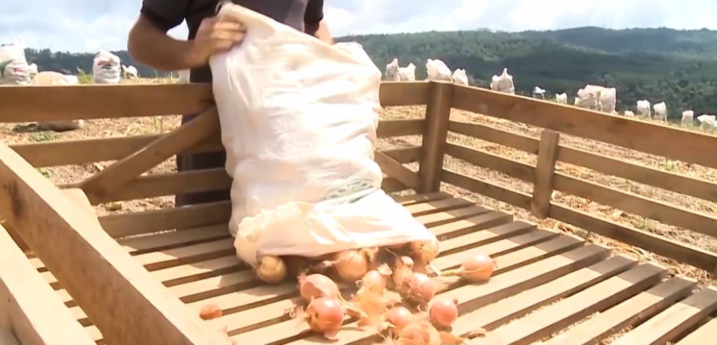 Preço da cebola cai na maioria dos mercados atacadistas analisados pela Conab