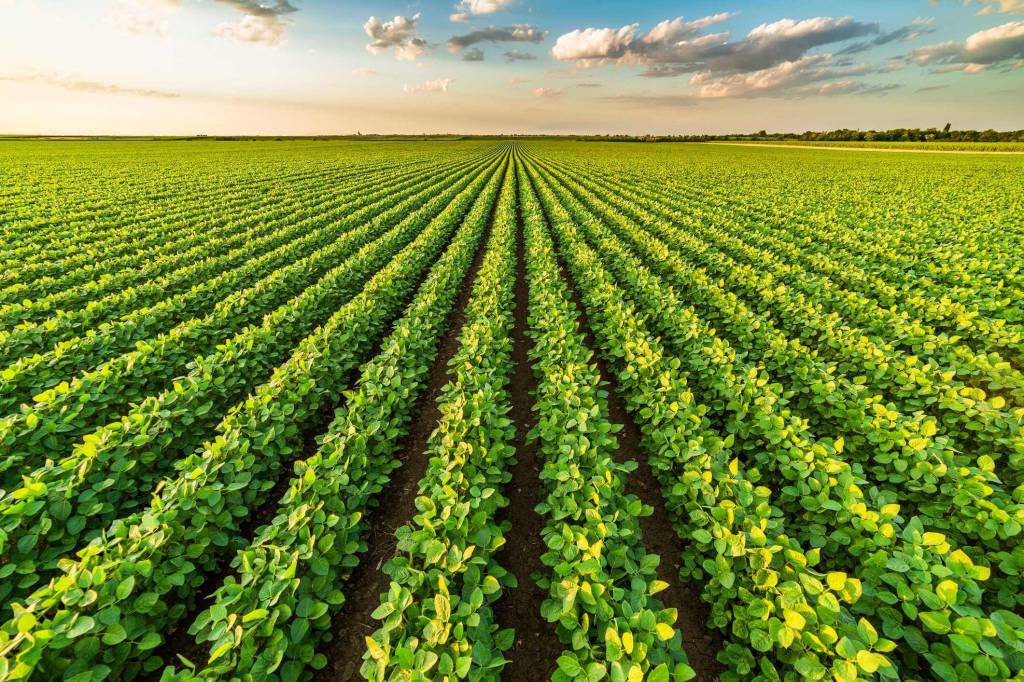 Demanda externa mantém preços da soja firmes, apesar de baixa liquidez no mercado interno