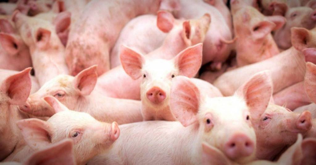 Preços do suíno vivo no mês de junho têm comportamentos distintos entre regiões
