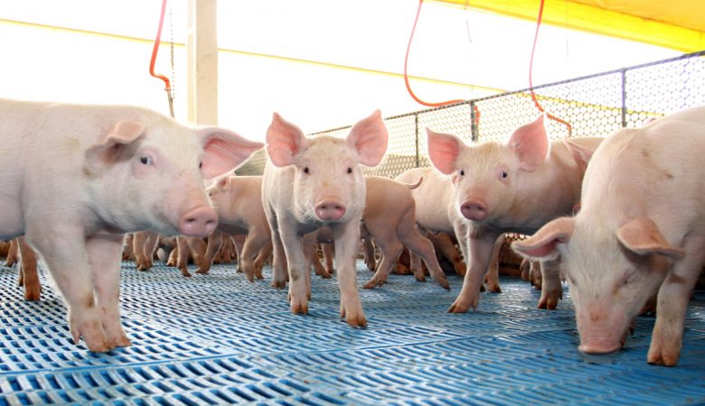 Preços do suíno vivo sobem em maio com apoio da demanda, mas recuam no fim do mês