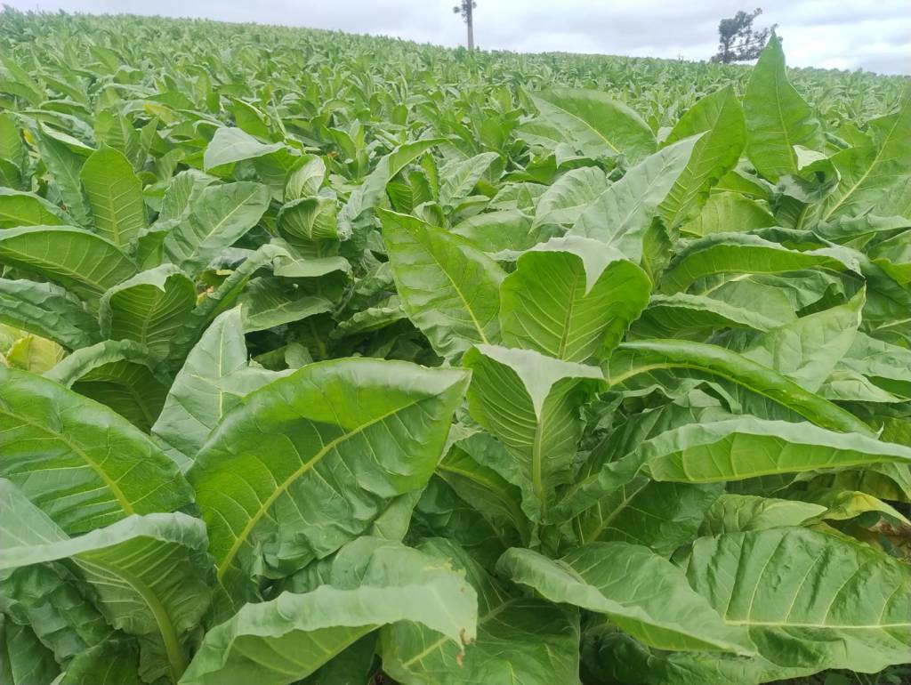 Fetag-RS otimista para a negociação da safra de tabaco