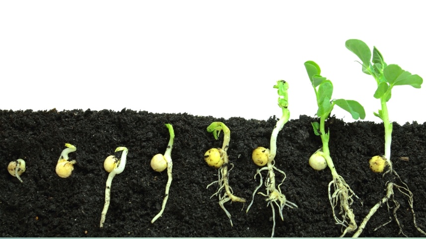 Tecnologia identifica falhas na germinação com precisão