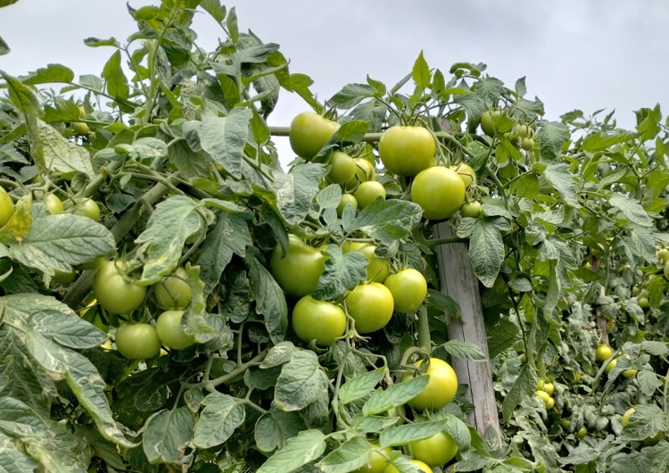 Clima quente e úmido do ES faz produtor de tomate investir em novas variedades