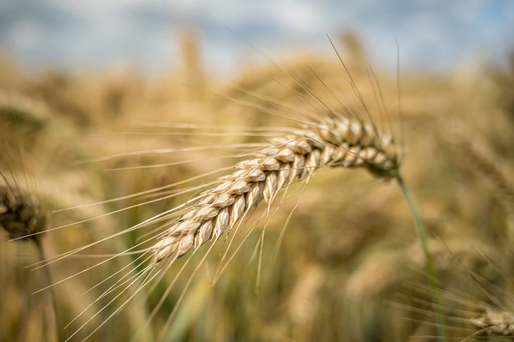 EUA vendem 519,8 mil t de trigo da safra 2025/26, revela USDA