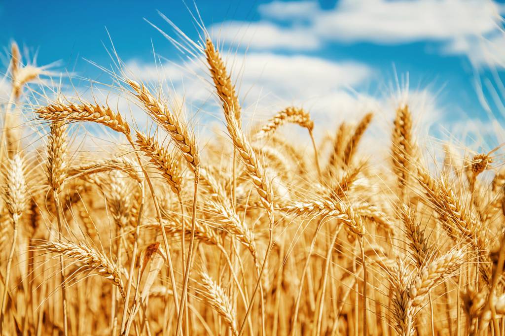 Cancelamentos superam vendas de trigo em 128,8 mil t da safra 2024/25, diz USDA