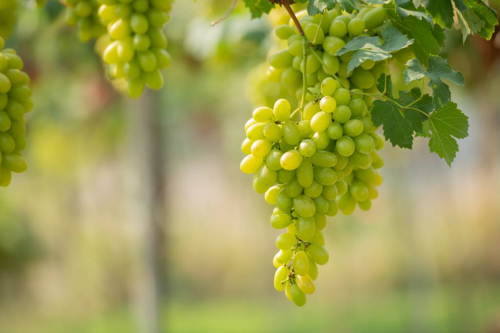 O aumento da oferta de uvas sem sementes pressiona cotações