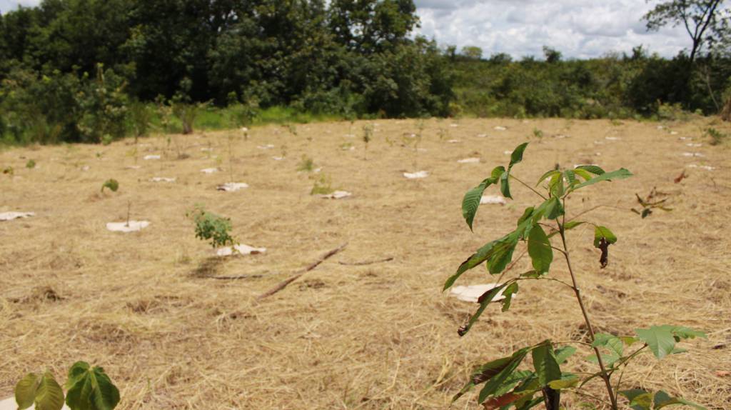 Propriedade em Camapuã/MS recebe mais de 1.600 mudas para conservação de nascentes que desaguam no Pantanal
