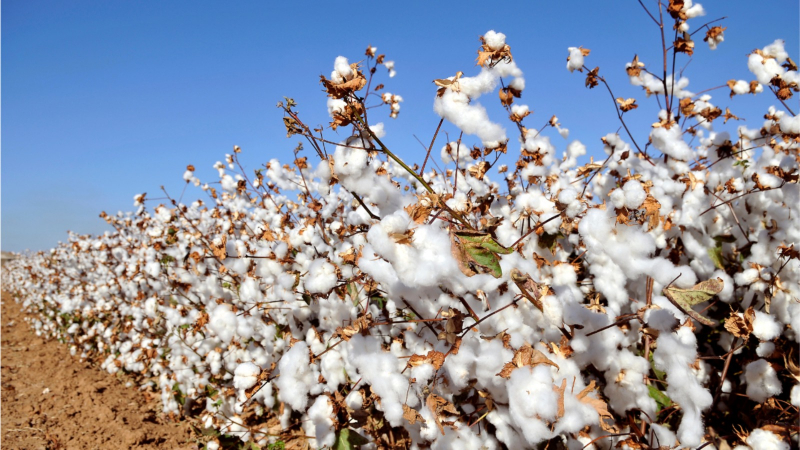 Agronegócio baiano cresce 13,1% no segundo trimestre de 2024 em relação ao mesmo período de 2023
