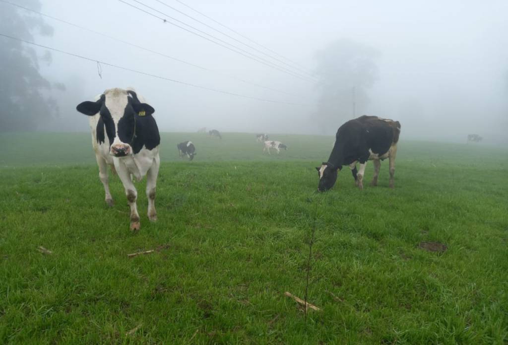 Enchentes no Rio Grande do Sul deixam produtores de leite isolados