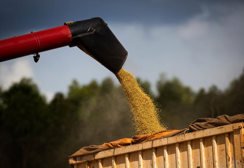 Soja e milho representam 74% do valor bruto da produção agrícola em MS