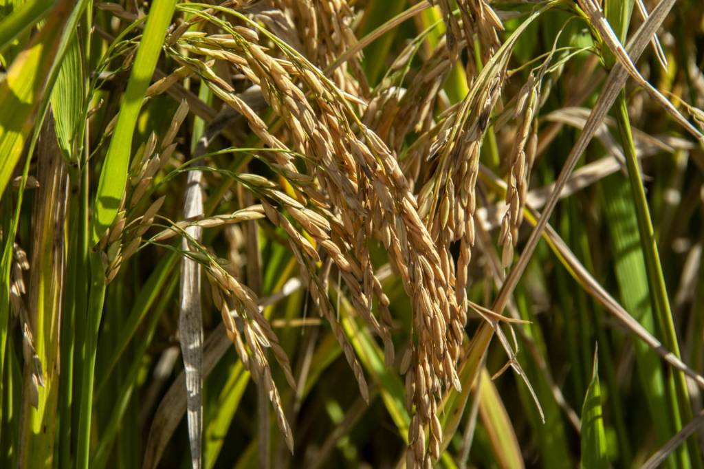 Municípios gaúchos produtores de arroz são destaque nacional em produção