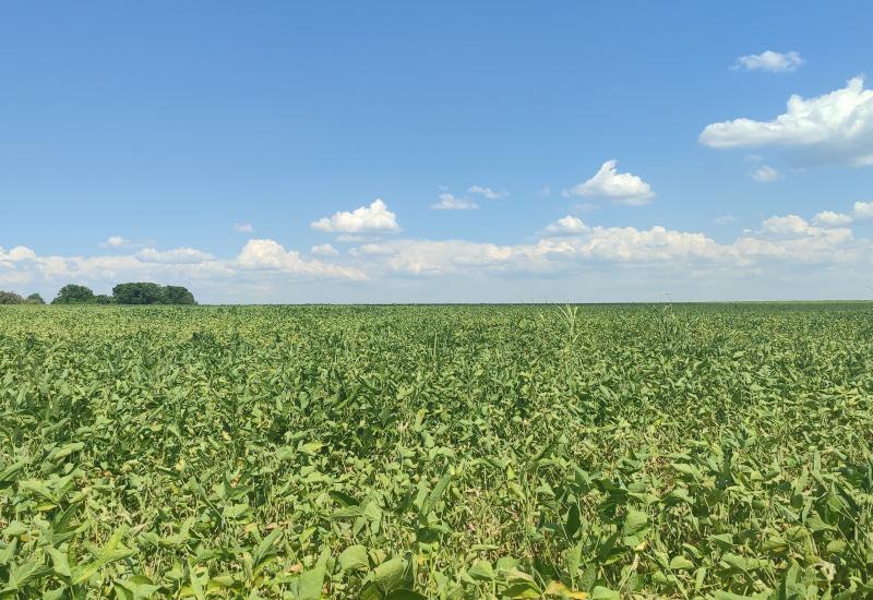 Estresse hídrico impacta mais de 1,3 milhão de hectares de soja em Mato Grosso do Sul