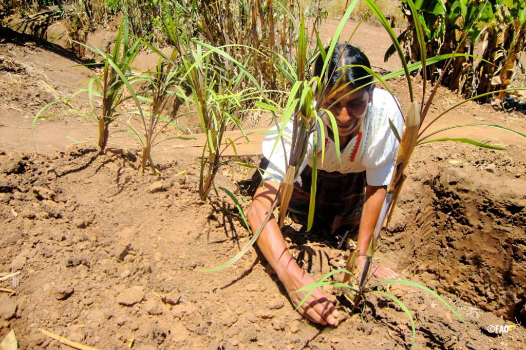 Relatório da ONU alerta que 74% dos países da América Latina e Caribe enfrentam alta exposição a eventos climáticos extremos