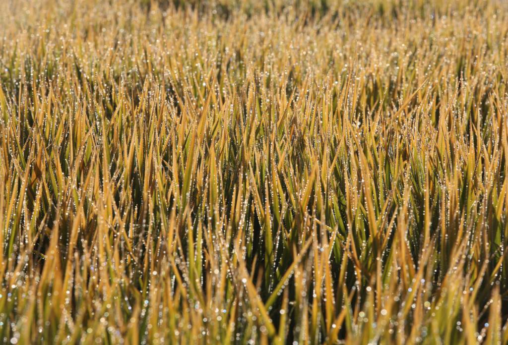 Federarroz e Farsul vão debater cenários e perspectivas para a safra de arroz 2025/2026