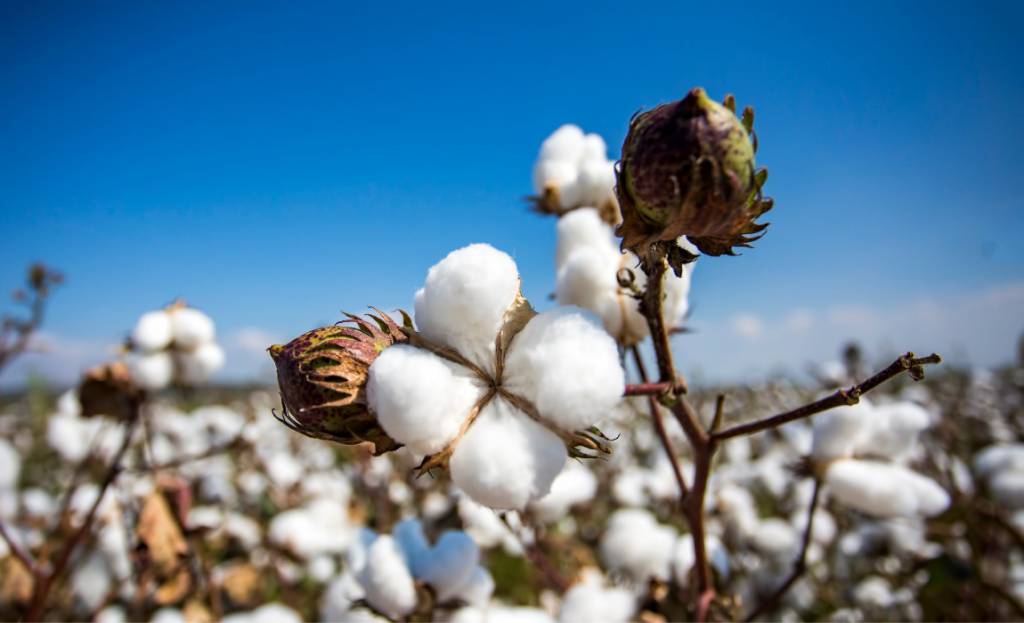 Cotonicultura está entre as cinco principais lavouras do Brasil