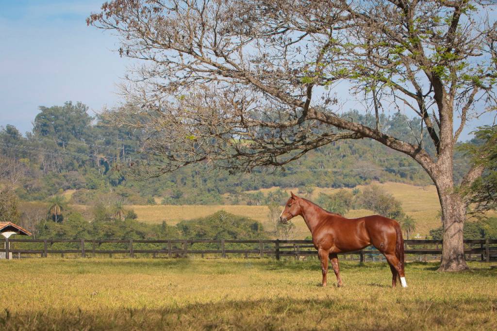 ABQM apoia atualização do Estudo do Complexo do Agronegócio do Cavalo no Brasil