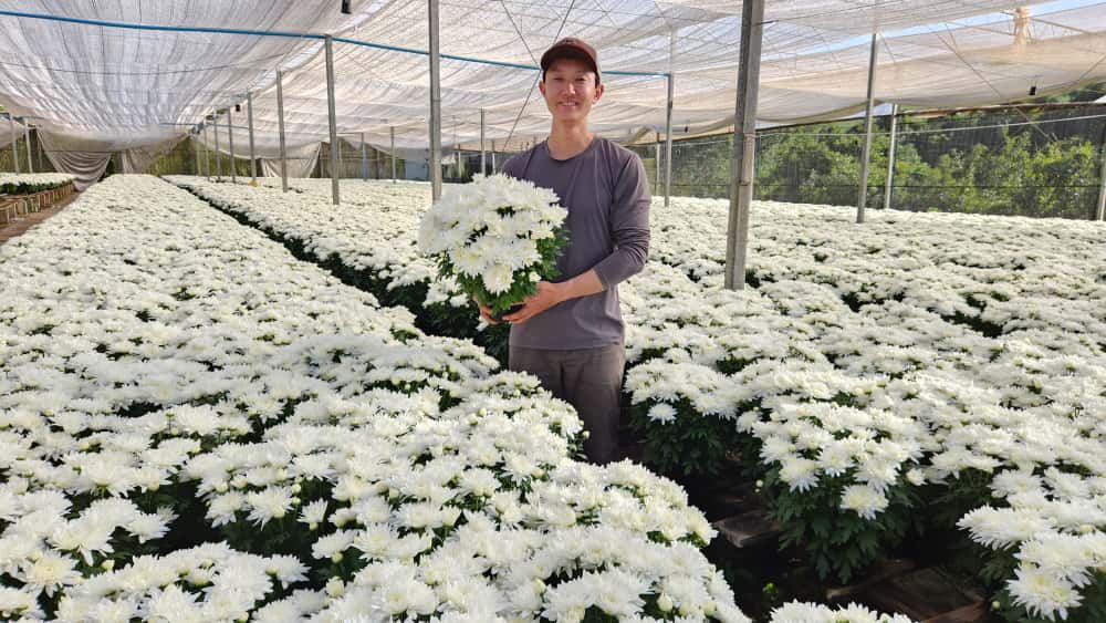 Finados mantém relevância no calendário do setor de flores e plantas ornamentais