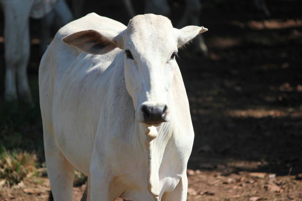 Investimento dos pecuaristas em genética cresce 11,7% no terceiro trimestre, aponta Index ASBIA