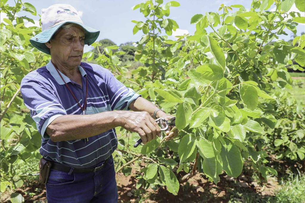 Prazo para viveiristas se cadastrar para adquirir hastes de pequi termina nesta quinta-feira, 31