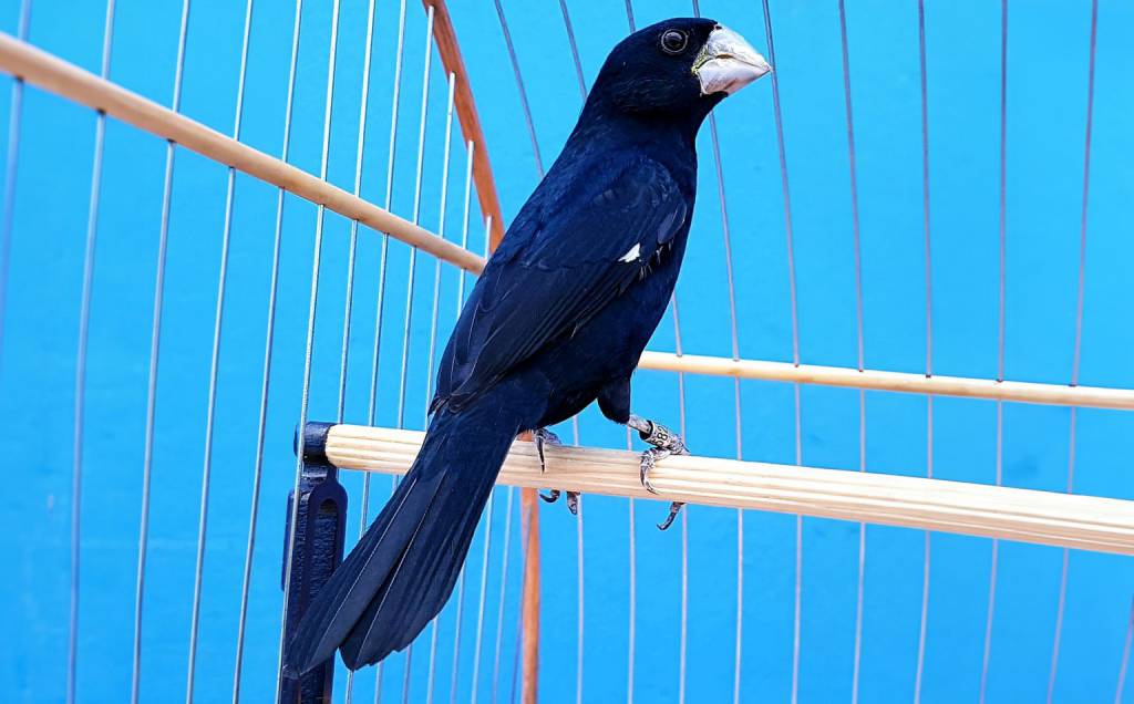 Santa Catarina reforça medidas de biossegurança em eventos com aglomeração de aves passeriformes