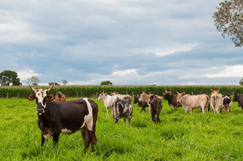 Governo de Goiás orienta pecuaristas sobre prazos e novas regras para declaração de rebanho