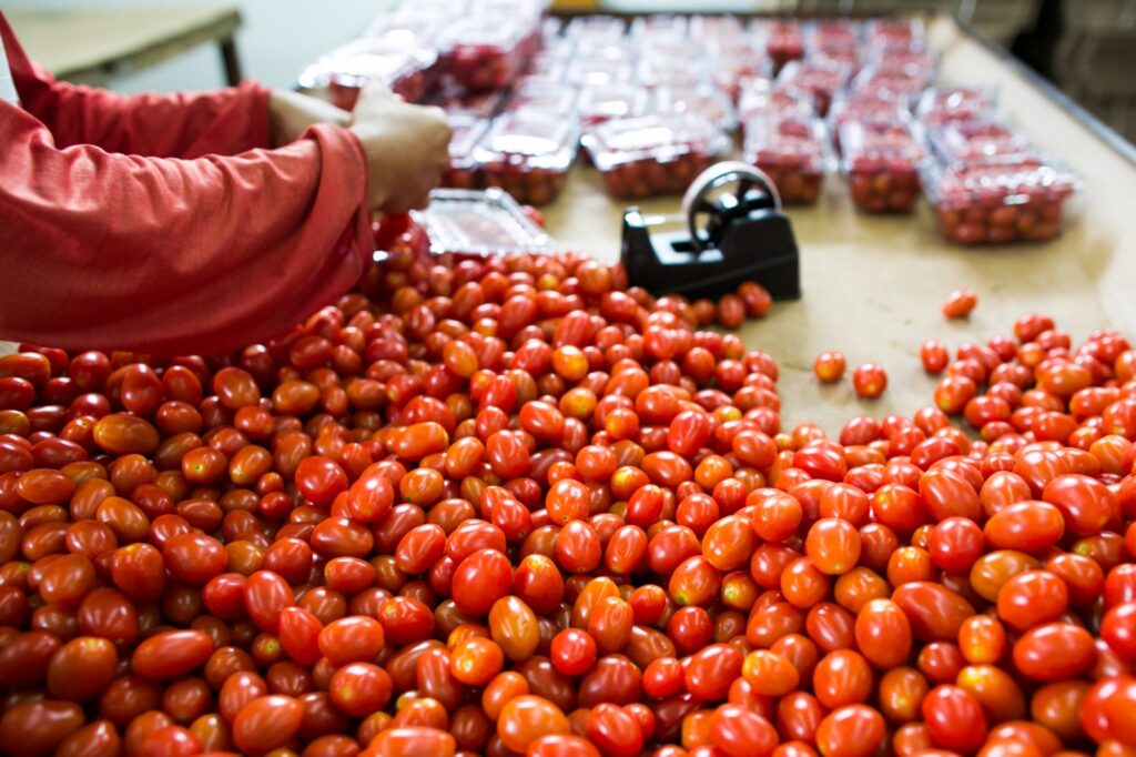 Produção de tomate em Goiás deve crescer 36,6% em 2024