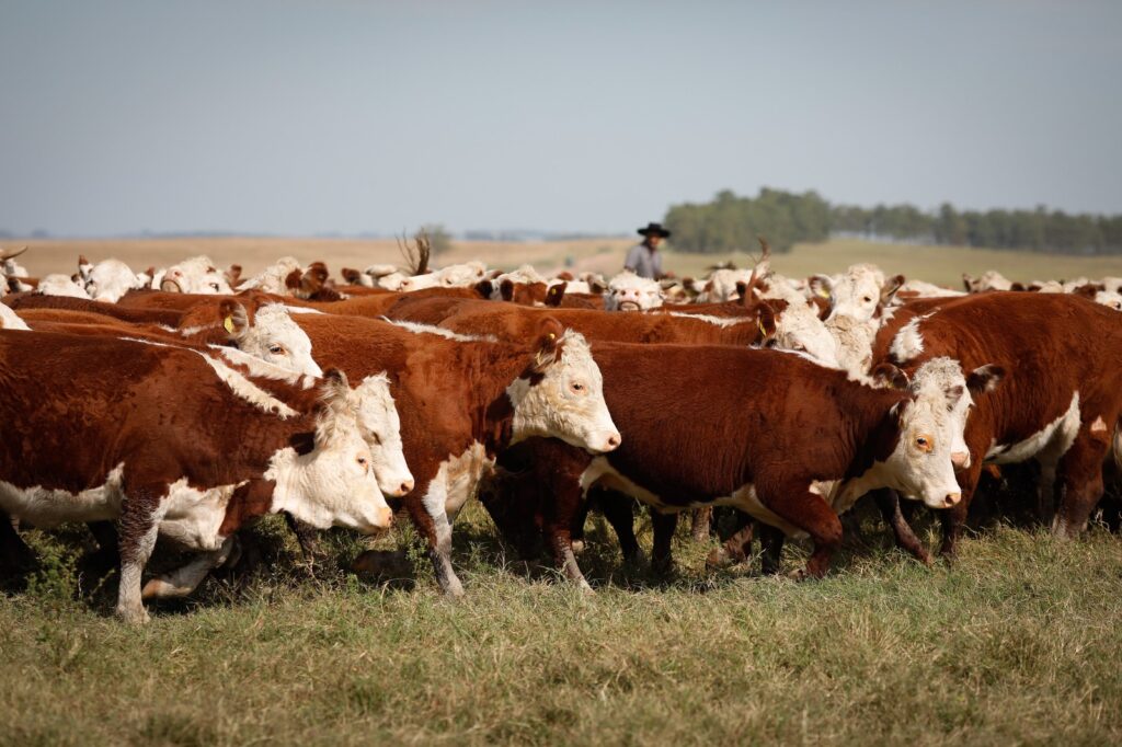 Abate de bovinos atinge 1,06 milhão de animais em Goiás
