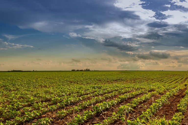 Safra 2025/2026: prazo para semeadura da soja termina em 2 de janeiro em Goiás