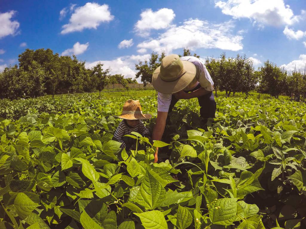 Governo atualiza lista de produtos com bônus no Programa de Garantia de Preços da Agricultura Familiar