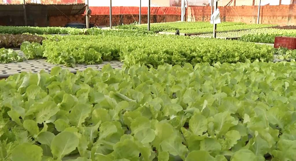 Baixas temperaturas pressionam cotações da alface em SP
