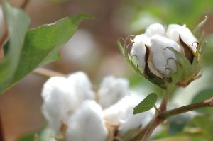 Algodão: venda da pluma da safra 2024/25 em MT atinge 70%, afirma Imea