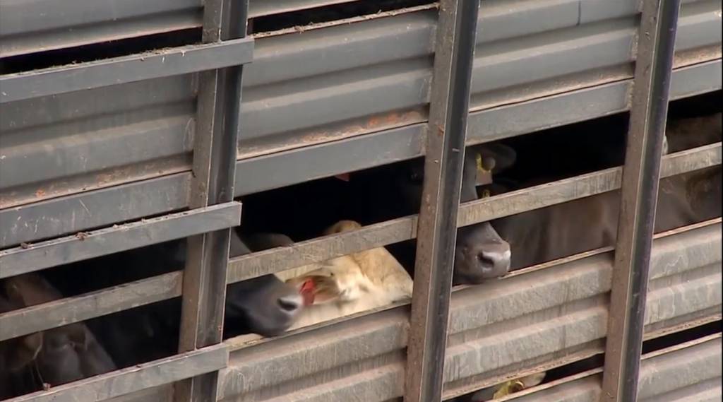 Iagro publica portaria para Controle de Transporte de Cargas Vivas