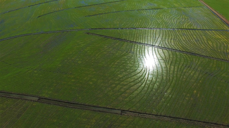 Safra irrigada de arroz no Rio Grande do Sul teve produtividade recorde de 9 mil kg por hectare
