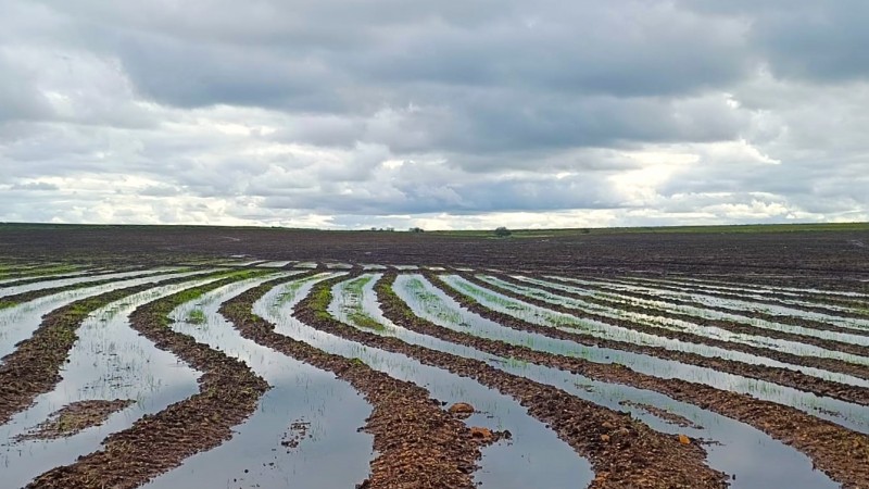 Semeadura do arroz já ocorre nas seis regionais do Rio Grande do Sul