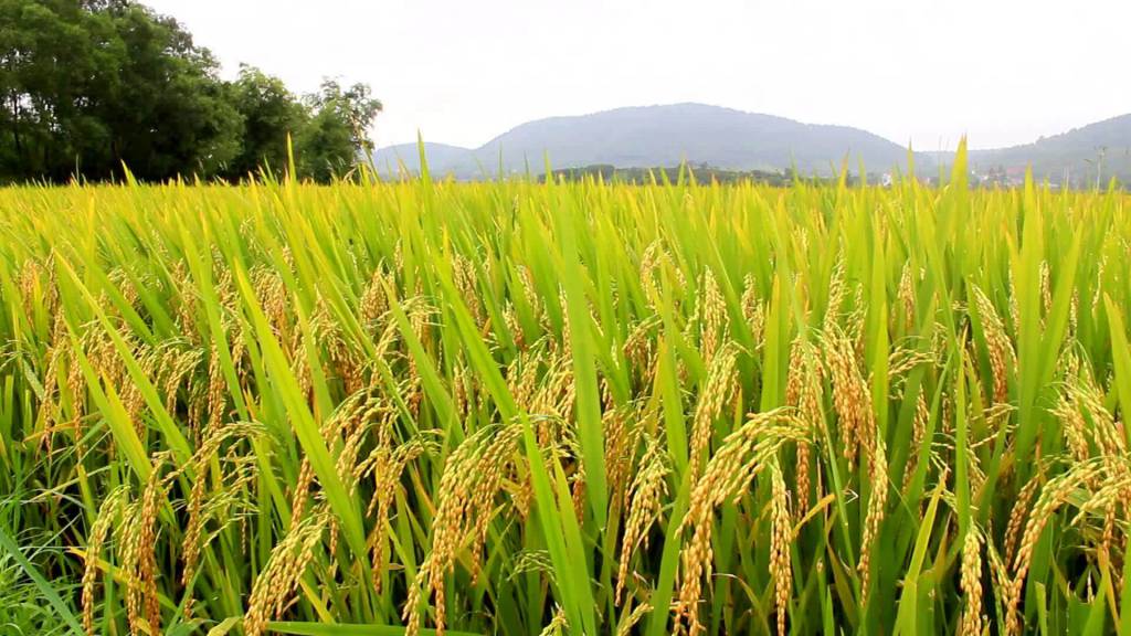 Queda nos preços do arroz preocupa produtores e afeta perspectivas para próxima safra