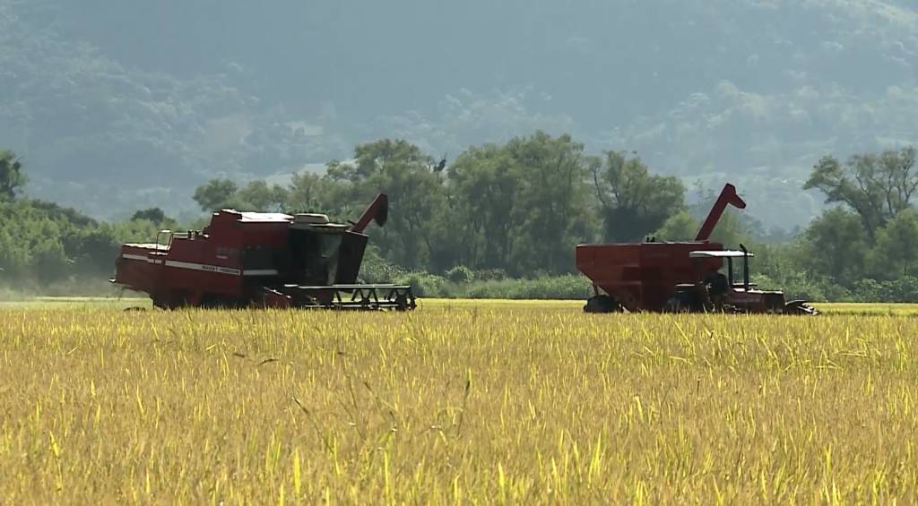 Produtores de arroz do RS já semearam 73% da área prevista