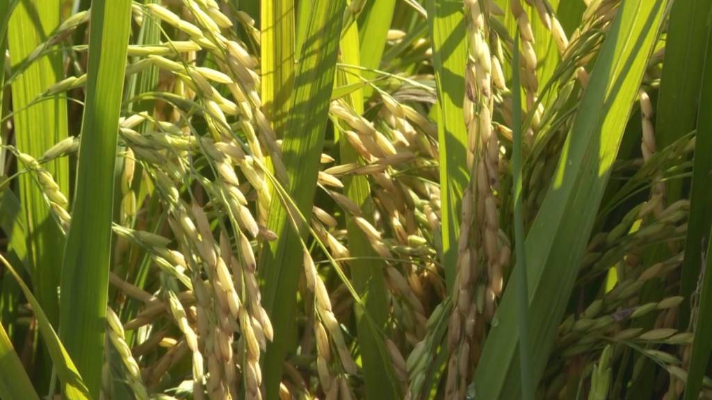 Produção brasileira de arroz pode ser a maior em 7 anos e a mundial, recorde