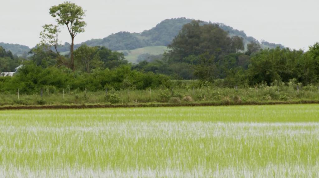 Quatro regionais já semearam mais de 90% da área