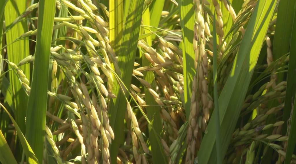 Preços do arroz sobem em setembro