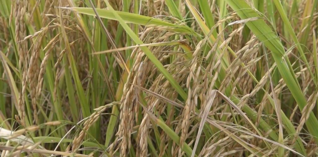  Brasil exporta 182,1 mil toneladas de arroz no primeiro bimestre deste ano