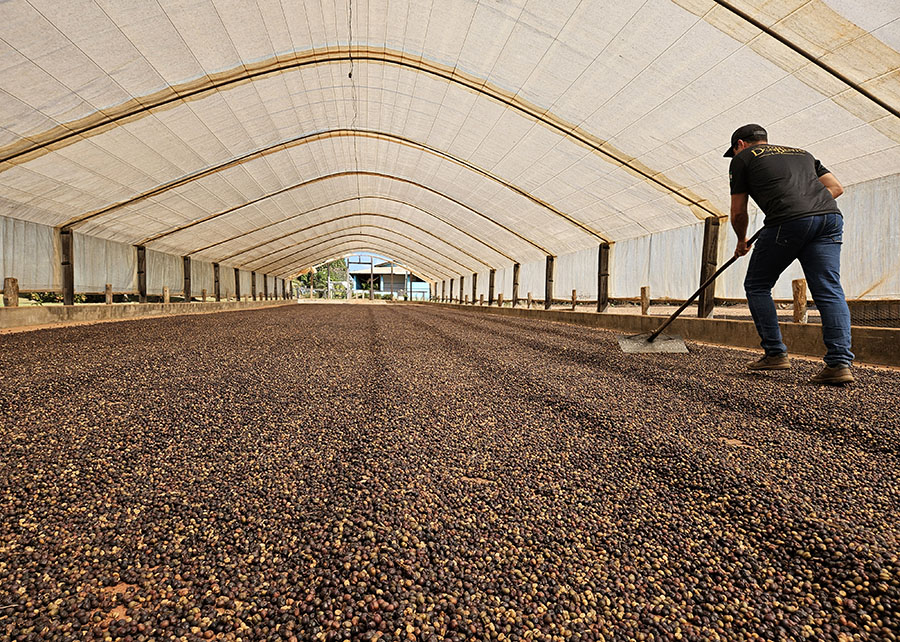 Estudo mostra franco crescimento da cafeicultura nas Matas de Rondônia