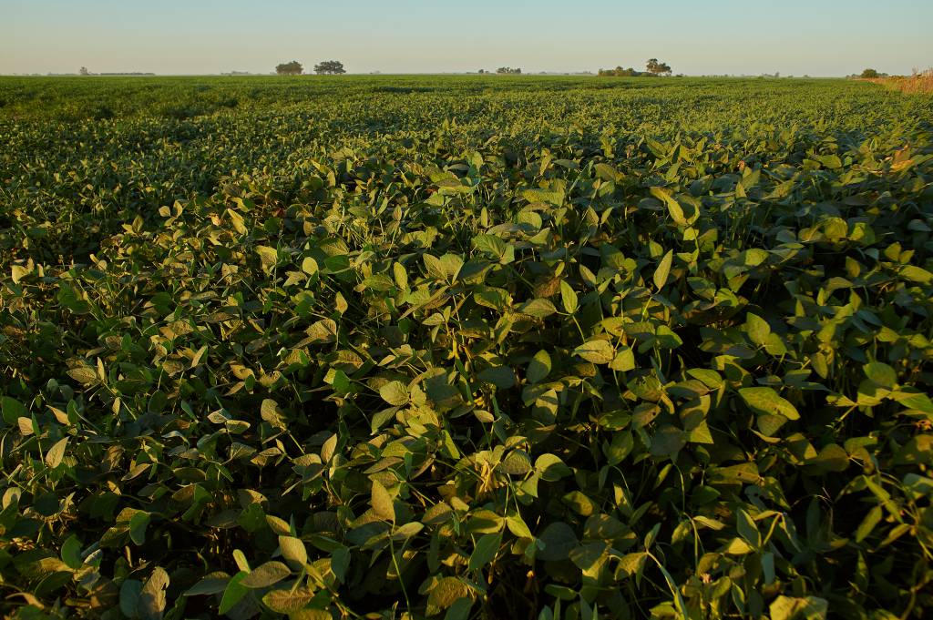 Anvisa registra melhor resultado da história no controle de resíduos de defensivos agrícolas em alimentos