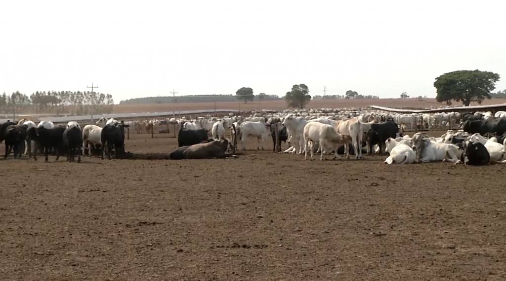 Ritmo de negócios envolvendo boi gordo no mercado físico nacional está lento