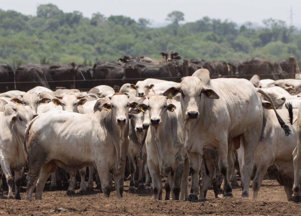 Oferta restrita mantém preços da carne bovina firmes