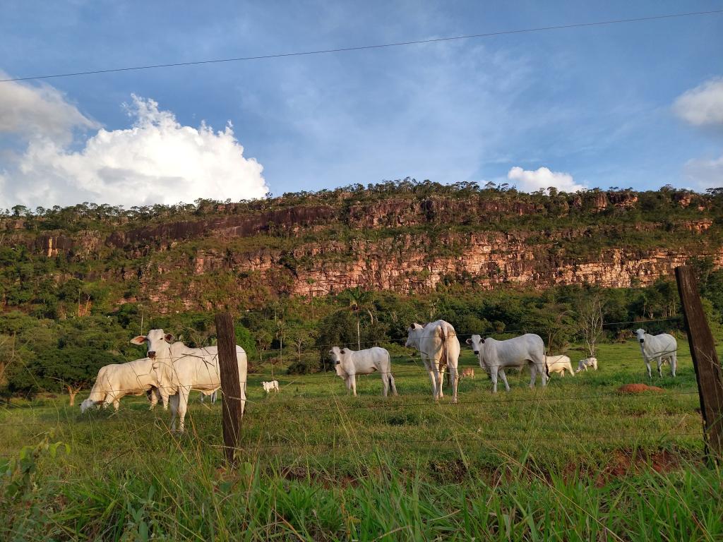 Mato Grosso fecha 2025 com 31,6 milhões de bovinos, aponta Indea